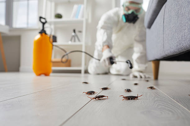 Affordable Termite Control solutions in Maple Heights, OH